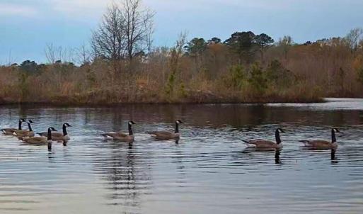 57. Geese on trail cam