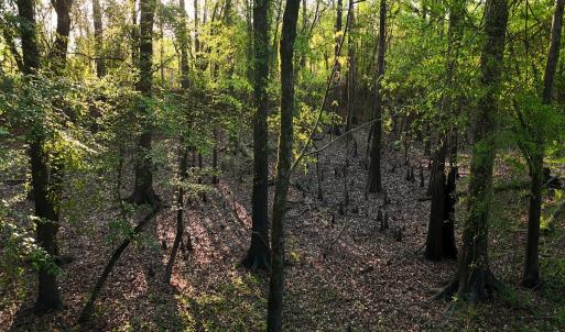 54. Riverfront Bottomland Area