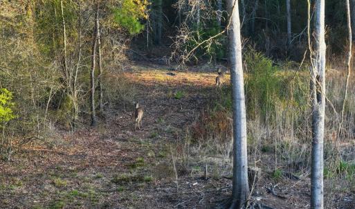 60. Whitetail Deer