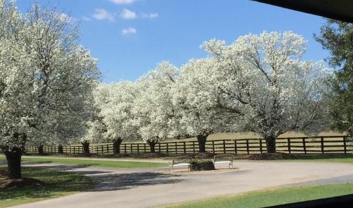 cherryblossoms