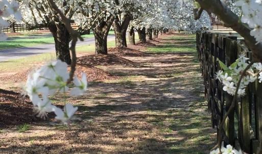 dogwoods