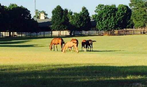 horses