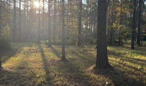 morning view