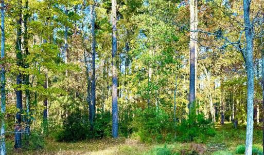 Beauty among the trees