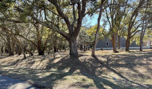 Beautiful Live Oaks