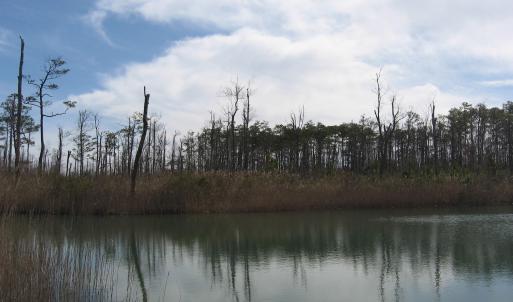 Pond View 2
