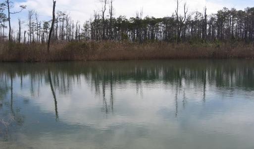 Pond View