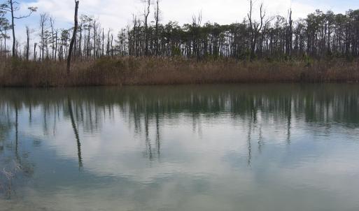 Pond View