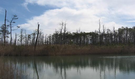 Pond View 2