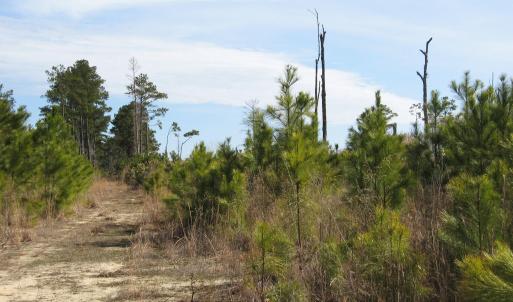Land View