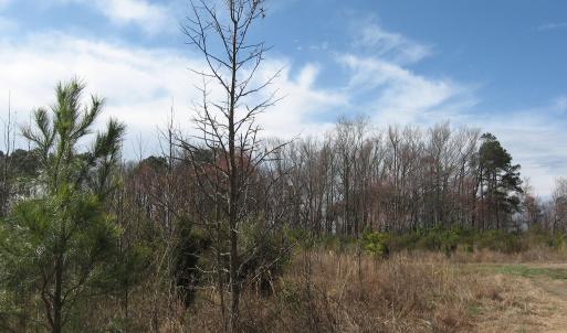 Land View 4