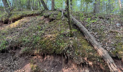 Cartledge Creek