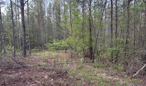 Cartledge Creek