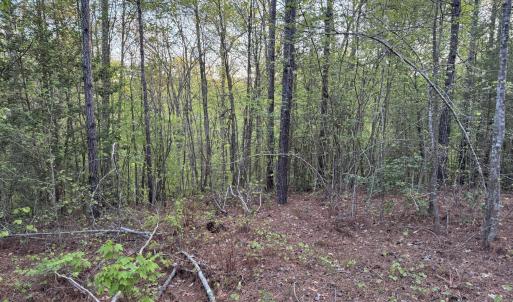 Cartledge Creek