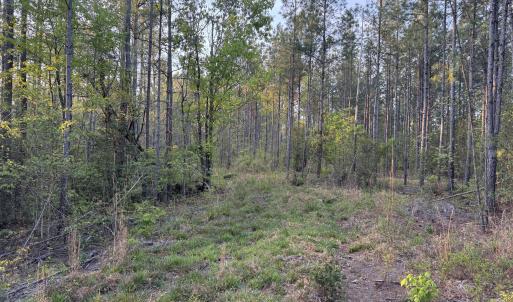 Cartledge Creek