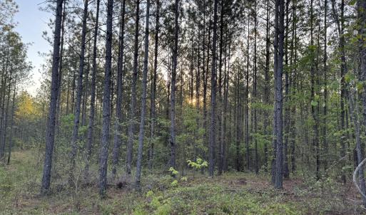 Cartledge Creek