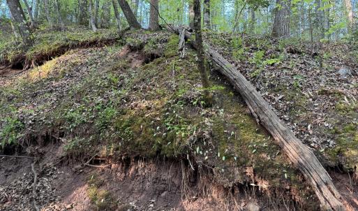 Cartledge Creek