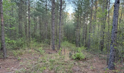Cartledge Creek