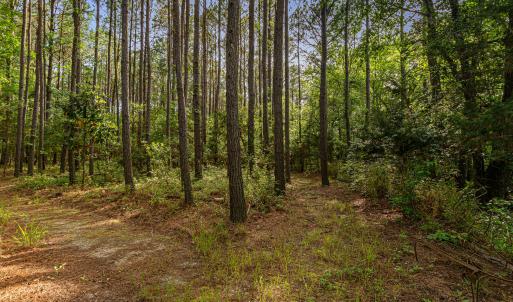 Walking trails