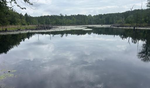Pond View