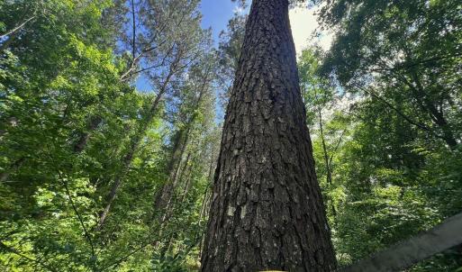 20. Pine Diameter
