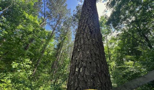 20. Pine Diameter