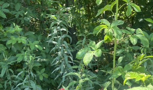 Photo #7 of Tbd Nc Hwy 705, Robbins, NC 3.3 acres