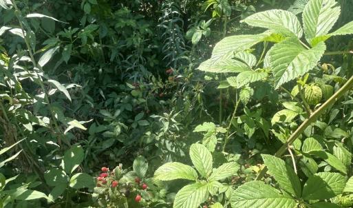 Photo #6 of Tbd Nc Hwy 705, Robbins, NC 3.3 acres