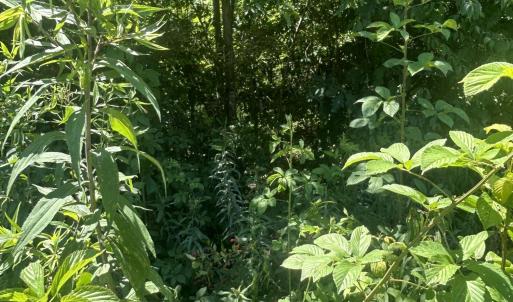 Photo #5 of Tbd Nc Hwy 705, Robbins, NC 3.3 acres