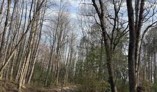 Photo #16 of 269 Creek, Bath, NC 42.8 acres