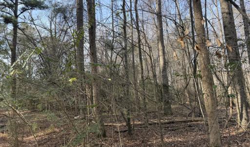 Photo #12 of 269 Creek, Bath, NC 42.8 acres