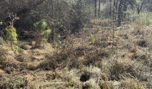 Photo #14 of 269 Creek, Bath, NC 42.8 acres