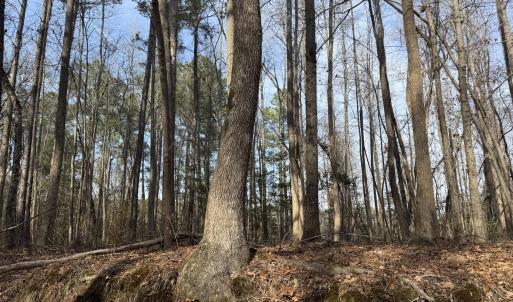 Photo #13 of 269 Creek, Bath, NC 42.8 acres