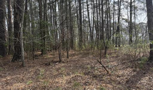 Photo #4 of 269 Creek, Bath, NC 42.8 acres