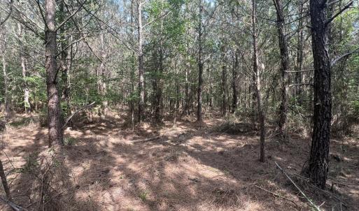 Photo #17 of 2364 Nc 102, Ayden, NC 81.2 acres