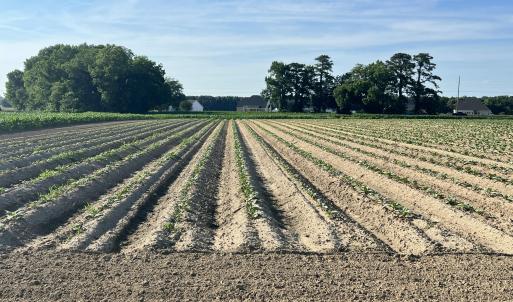 Photo #27 of 2364 Nc 102, Ayden, NC 81.2 acres