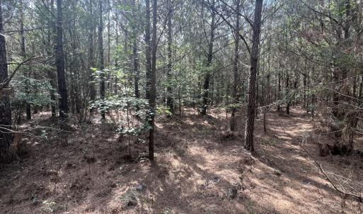 Photo #15 of 2364 Nc 102, Ayden, NC 81.2 acres