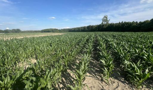 Photo #26 of 2364 Nc 102, Ayden, NC 81.2 acres