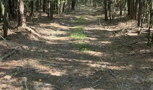 Photo #19 of 2364 Nc 102, Ayden, NC 81.2 acres