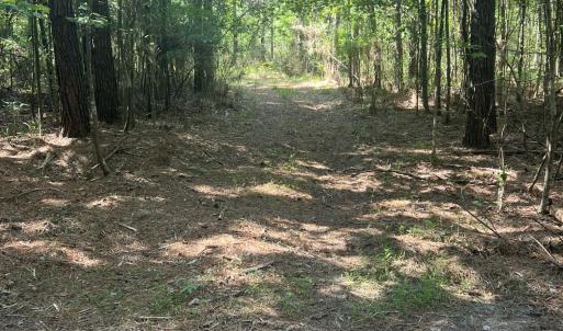 Photo #3 of 2364 Nc 102, Ayden, NC 81.2 acres