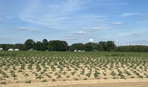 Photo #28 of 2364 Nc 102, Ayden, NC 81.2 acres