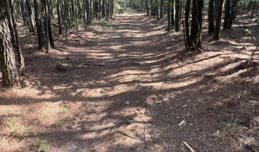 Photo #21 of 2364 Nc 102, Ayden, NC 81.2 acres