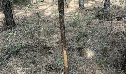 Photo #16 of 2364 Nc 102, Ayden, NC 81.2 acres