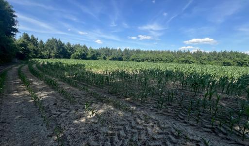 Photo #13 of 2364 Nc 102, Ayden, NC 81.2 acres