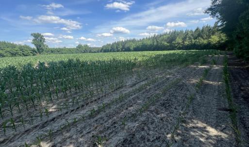 Photo #14 of 2364 Nc 102, Ayden, NC 81.2 acres