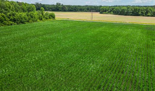 Photo #10 of Tbd Farmers Union, Clarkton, NC 19.1 acres