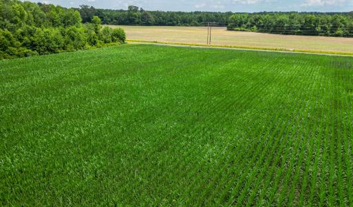 Photo #10 of Tbd Farmers Union, Clarkton, NC 19.1 acres