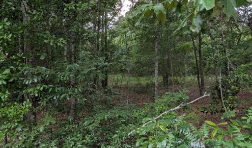 Photo #9 of 285 Garvin, Wagener, SC 5.7 acres