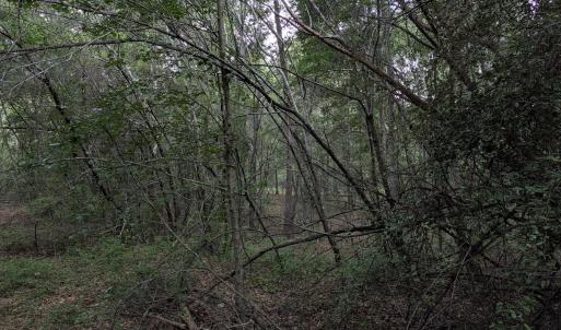Photo #6 of 285 Garvin, Wagener, SC 5.7 acres