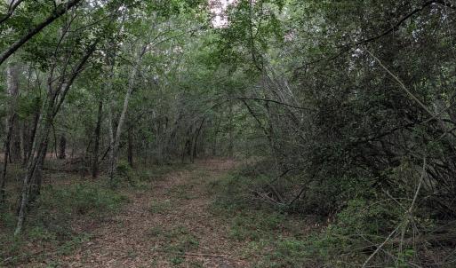 Photo #4 of 285 Garvin, Wagener, SC 5.7 acres